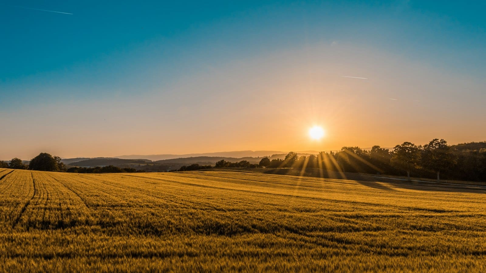 A golden field at sunset