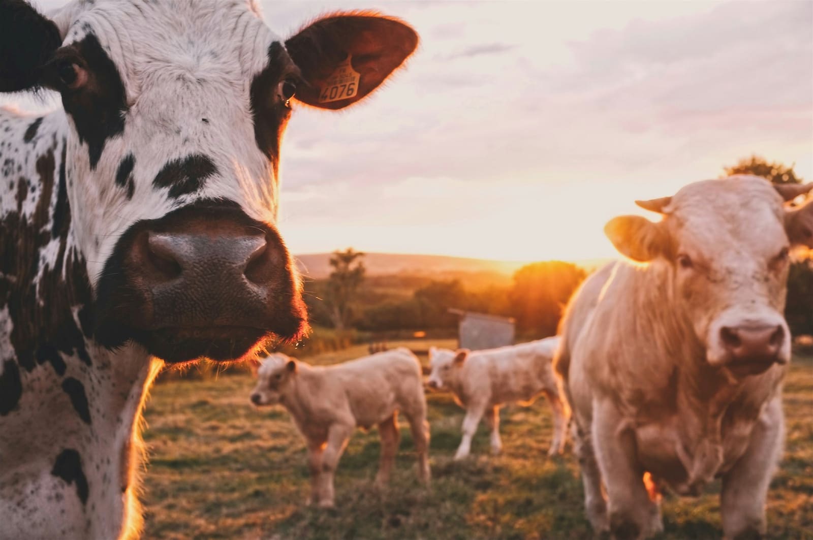Cattle grazing at sunset on a Nigerian farm